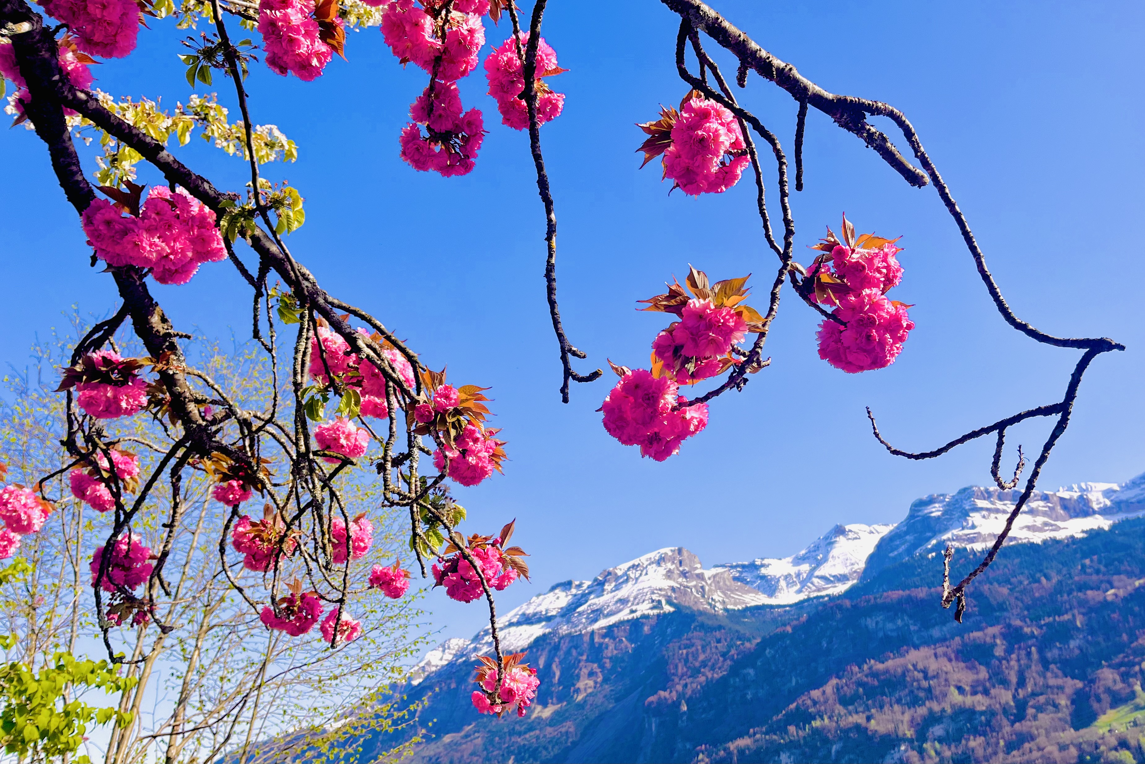 Palmsonntag.jpeg Palmsonntag